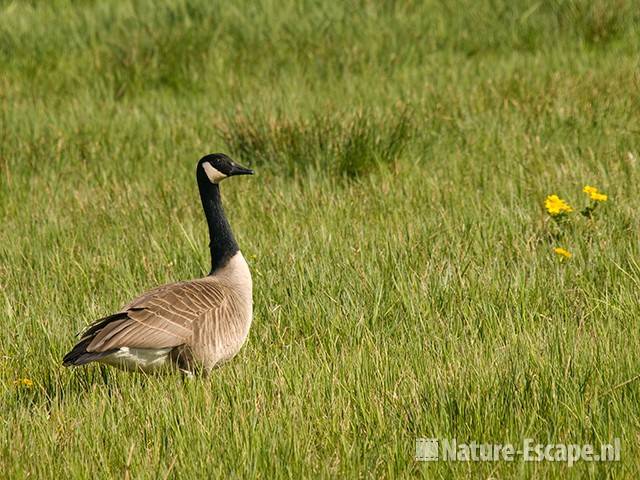 Canadese gans, in weiland, Zouweboezem 1 100409