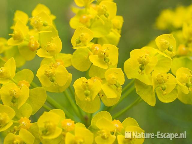 Cypreswolfsmelk, detail bloemen AWD2 090509