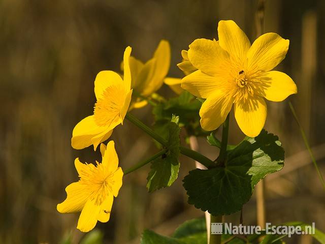 Dotterbloem, Zwanenwater 9 250409