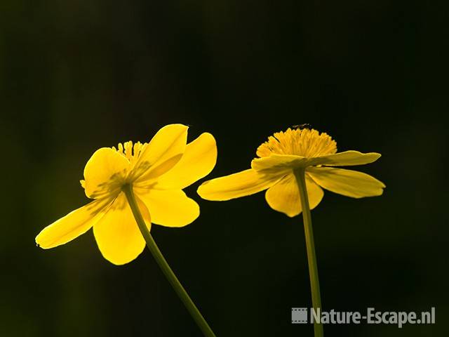 Dotterbloemen, Zwanenwater 4 250409