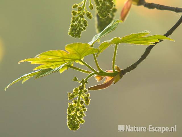 Gewone esdoorn, blad en bloemknoppen, AWD1 300409