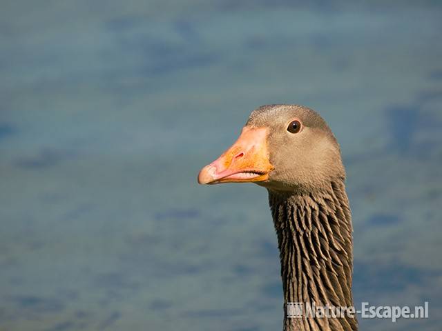 Grauwe gans, detail kop, Hijm NHD Castricum 1 290409