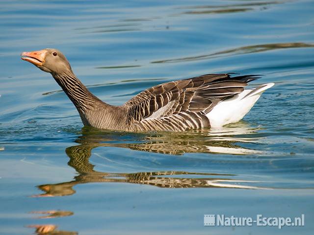 Grauwe gans, dreigend, Hijm NHD Castricum 2 290409