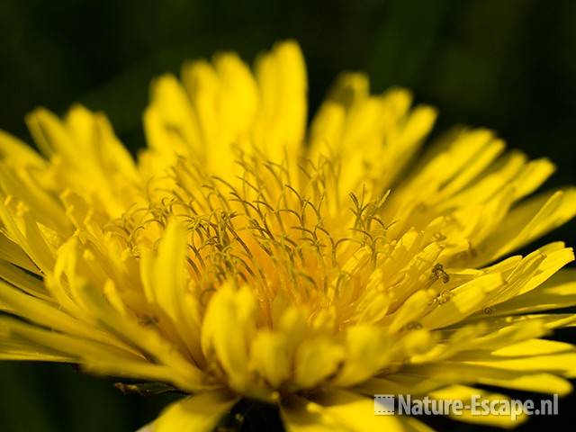 Paardenbloem, detail buisbloempjes, Westbroekroute 1 020509