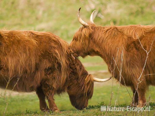 Schotse hooglanders, elkaar likkend, Vogelmeer NPZK2 160509