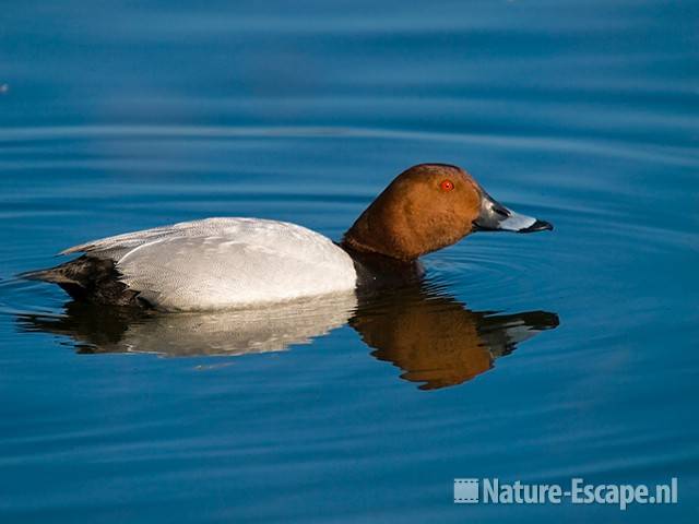 Tafeleend, man, woerd, dreigend, Vogelmeer NPZK1 160509