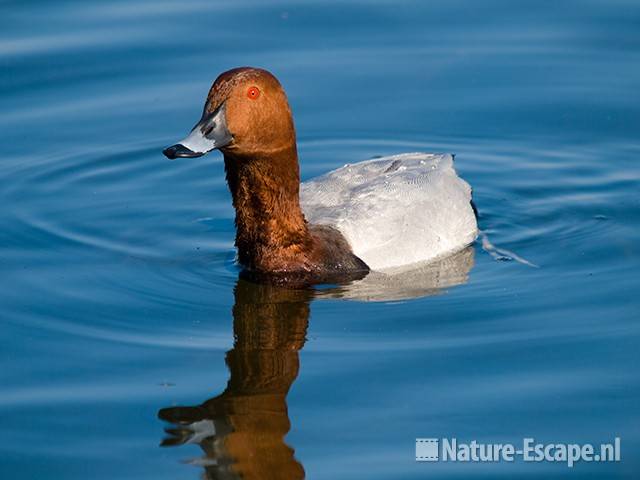 Tafeleend, man woerd, Vogelmeer NPZK2 160509