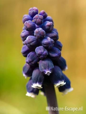 Troshyacint, blauw druifje, detail bloemen, tB1 120409