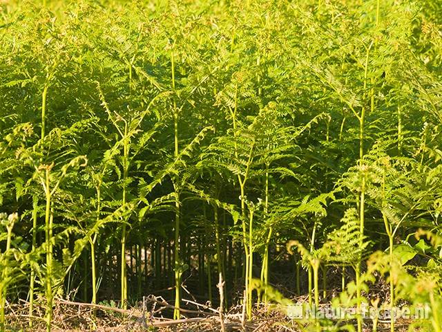 Adelaarsvaren, een bos van, AWD1 300509