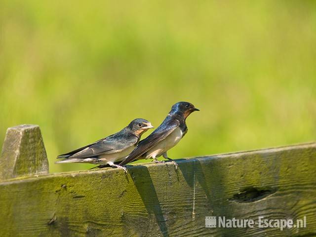 Boerenzwaluw, juveniel en adult Spaarnwoude 1 010609