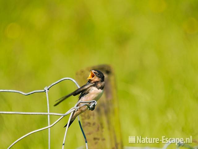 Boerenzwaluw, juveniel, jong, bedelend Spaarnwoude 1 010609