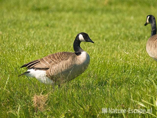 Canadese gans, Hekslootpolder 1 010609