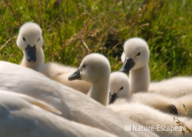 Knobbelzwaan, jongen, juvenielen, Spaarnwoude 1 010609