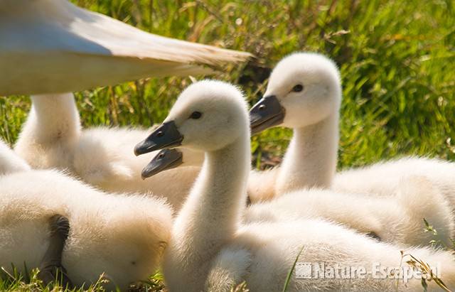 Knobbelzwaan, juvenielen, jongen, Spaarnwoude 2 010609