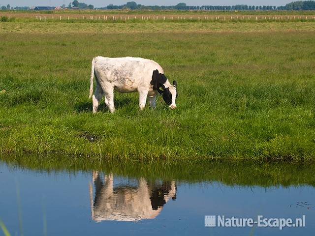 Koe, kalf, zwartbont, met spiegelbeeld, Wormer- en Jisperveld 2 130609