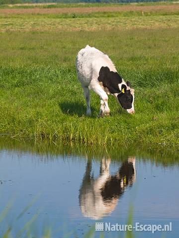 Koe, kalf, zwartbont,met spiegelbeeld, Wormer- en Jisperveld 1 130609