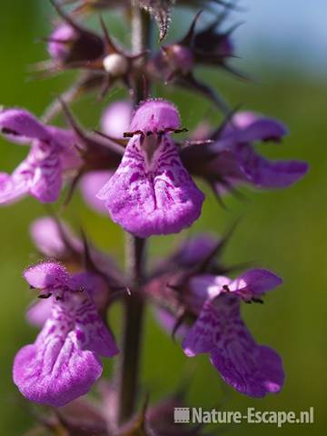 Moerasandoorn, detail bloemen, Guisveld 8 040709