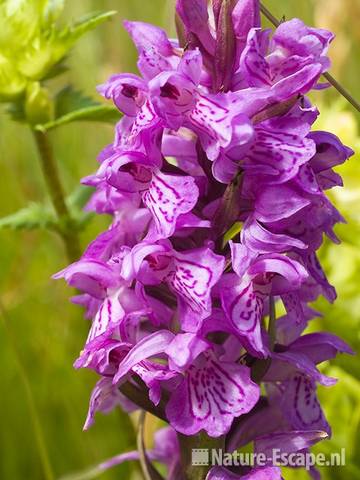 Rietorchis, detail bloemen, Zwanenwater 3 190609