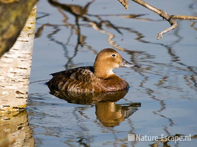 Tafeleend, vrouw, Vogelmeer NPKZ3 160509