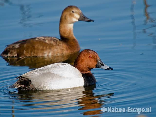 Tafeleend, woerd, man en vrouw, Vogelmeer NPZK1 160509