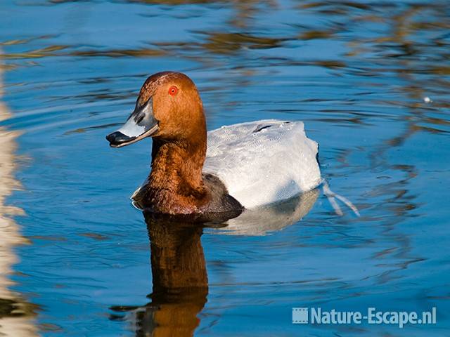 Tafeleend, woerd, man, Vogelmeer, NPZK3 160509