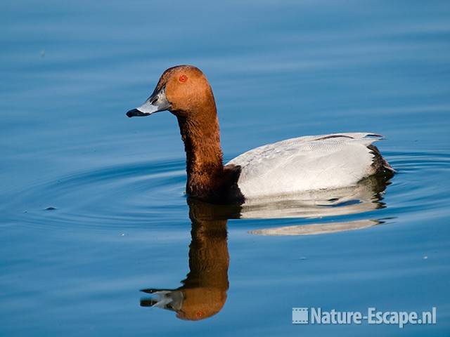 Tafeleend, woerd, man, Vogelmeer, NPZK4 160509