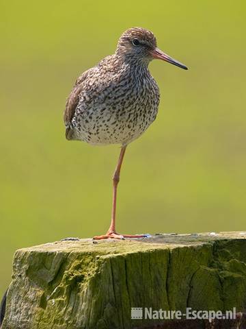 Tureluur, op paal, Aagtendijk 27 130609