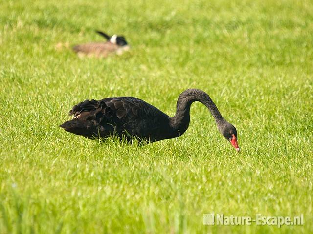 Zwarte zwaan, foeragerend, Hekslootpolder1 010609