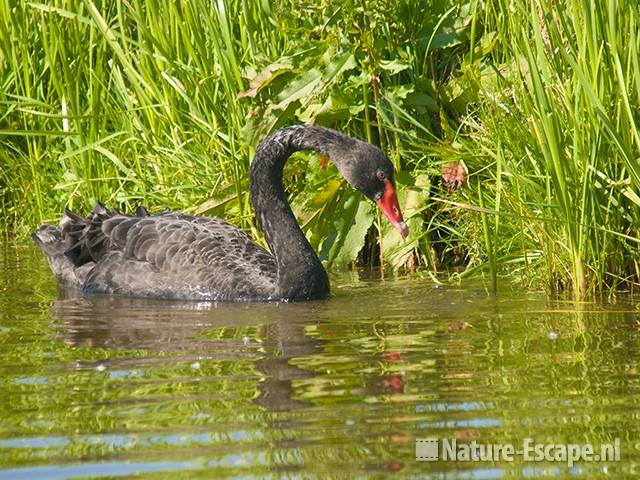 Zwarte zwaan, in sloot, Hekslootpolder 1 010609