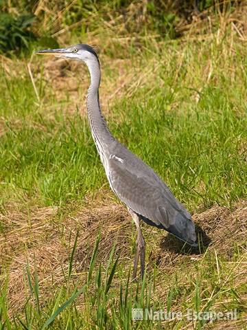 Blauwe reiger, jong, juveniel, Plan Albertshoeve Castricum 2 250709