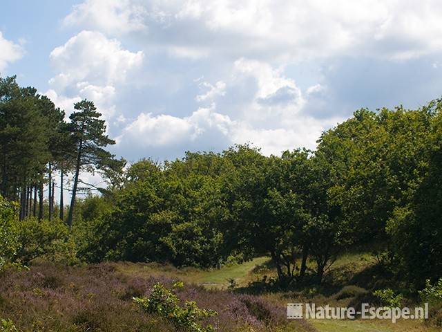 Duinlandschap met wolkenlucht, NHD Bergen 2 310709 