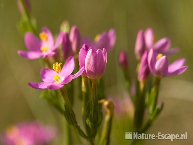 Echt duizendguldenkruid, detail bloemen, AWD5 130709