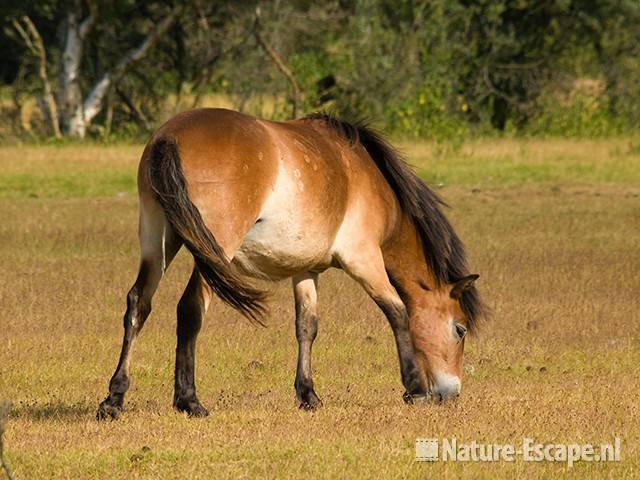 Exmoor pony, grazend, NHD Heemskerk 1 090709