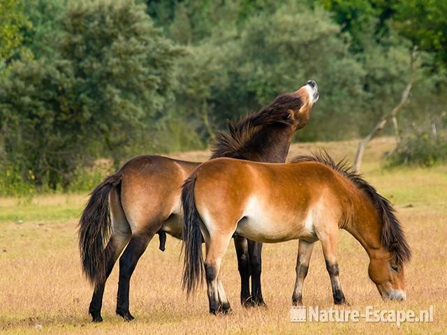 Exmoor pony's, merrie en hengst, flemend, NHD Heemskerk1 090709