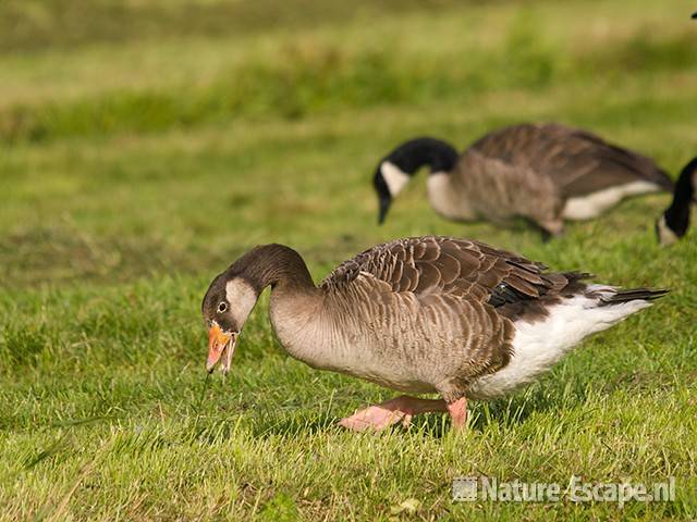 Grauwe gans x Canadese gans, foeragerend, Hekslootpolder 2 160709