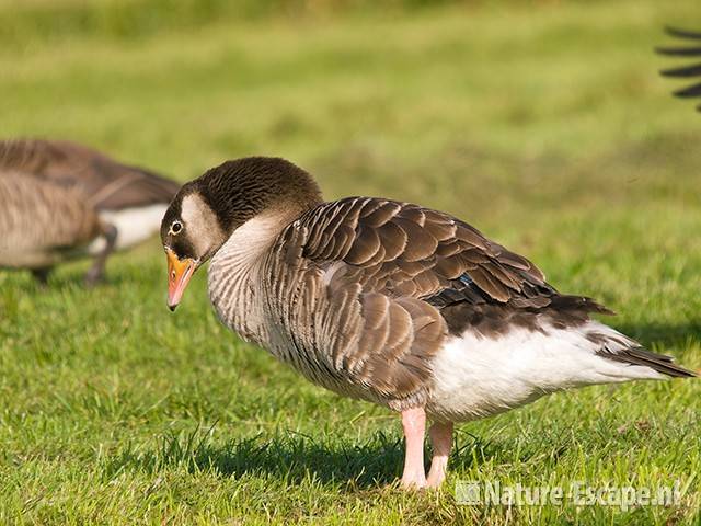 Grauwe gans x Canadese gans, Hekslootpolder 1 160709