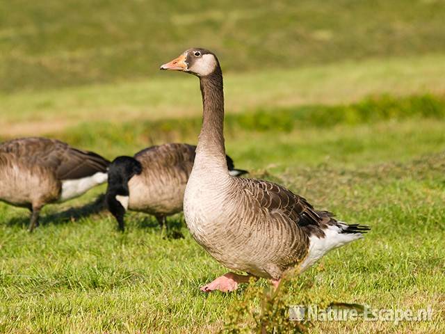 Grauwe gans x Canadese gans, Hekslootpolder 2 160709