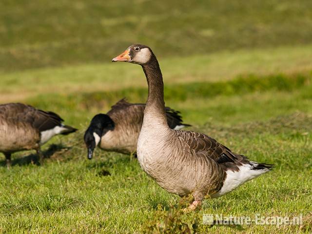 Grauwe gans x Canadese gans, Hekslootpolder 4 160709