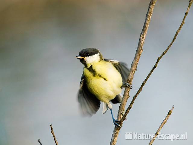 Koolmees, jong, juveniel, bedelend, Vogelmeer NPZK 010809