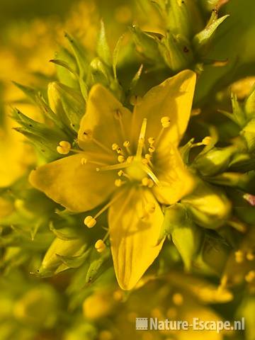 Moerashertshooi, detail bloem, Zww1 150709