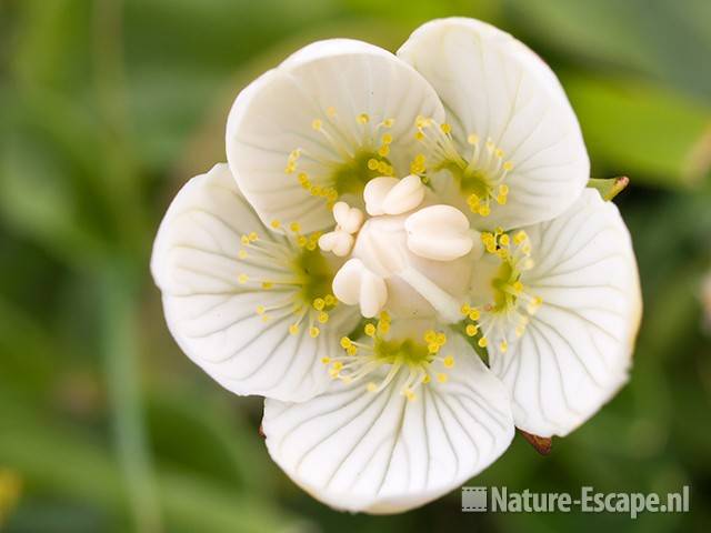 Parnassia, detail bloem, NPZK1 010809