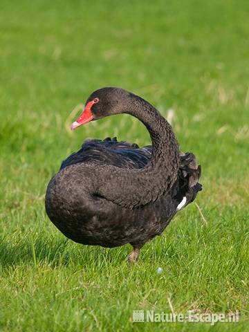 Zwarte zwaan, Hekslootpolder 1 160709