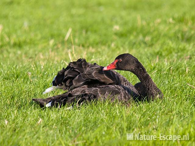 Zwarte zwaan, poetsend, Hekslootpolder 1 160709