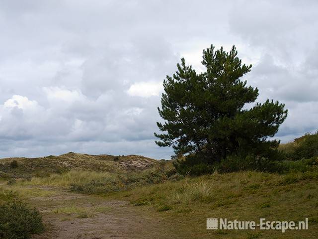 Duinlandschap met dennen NHD Egmond 1 110809