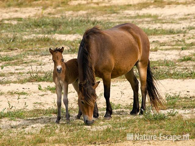 Exmoor pony, merrie met veulen, Doornvlak NHD2 210809