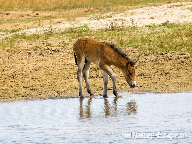 Exmoor pony, veulen, Doornvlak NHD1 210809