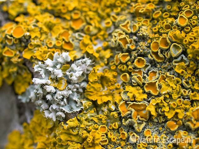 Groot dooiermos en korstmos op dode boomstam. NHD Egmond 1 110809