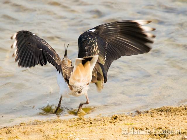 Kievit, jong, juveniel, opgejaagd door oude vogel, Doornvlak NHD 100809