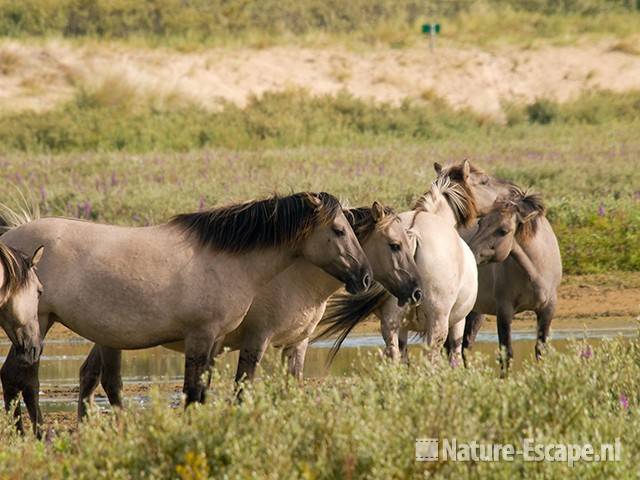 Konikpaarden, Vogelmeer NPZK2 010809