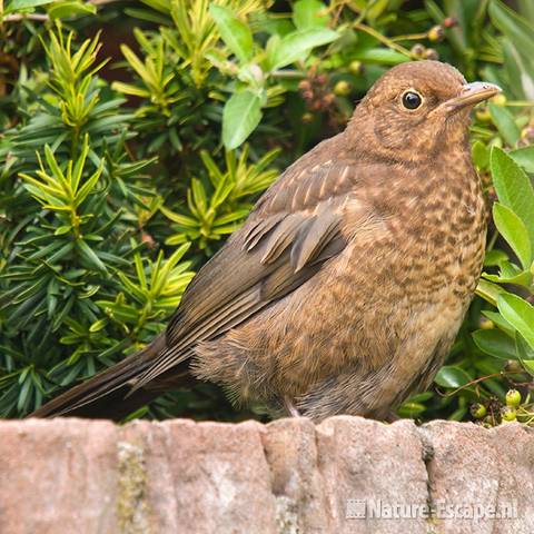 Merel, juveniel tB1 100809